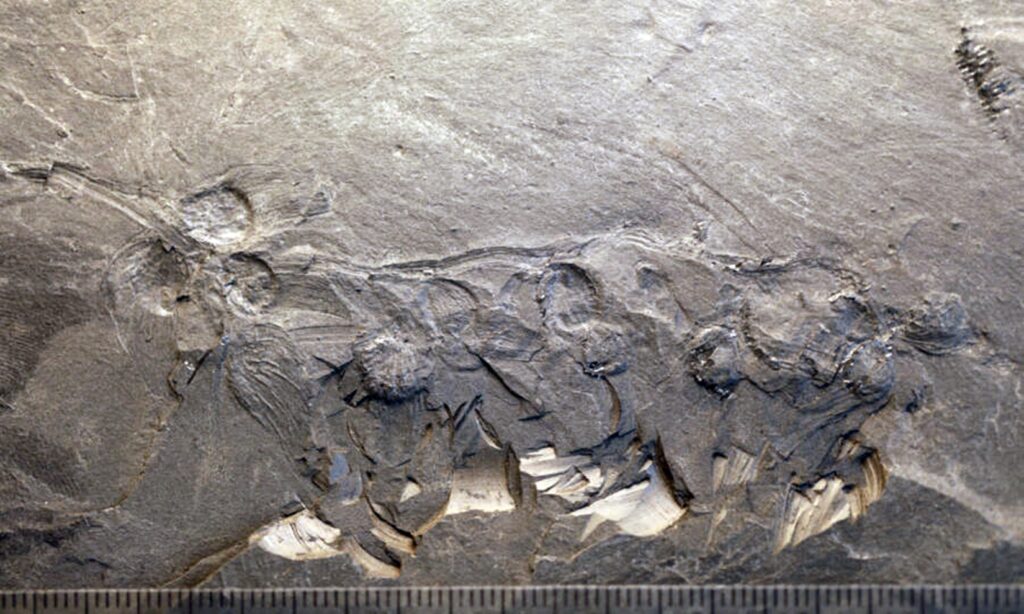 Paleontologii chinezi tocmai au identificat fosila unei flori de acum 170 de milioane de ani