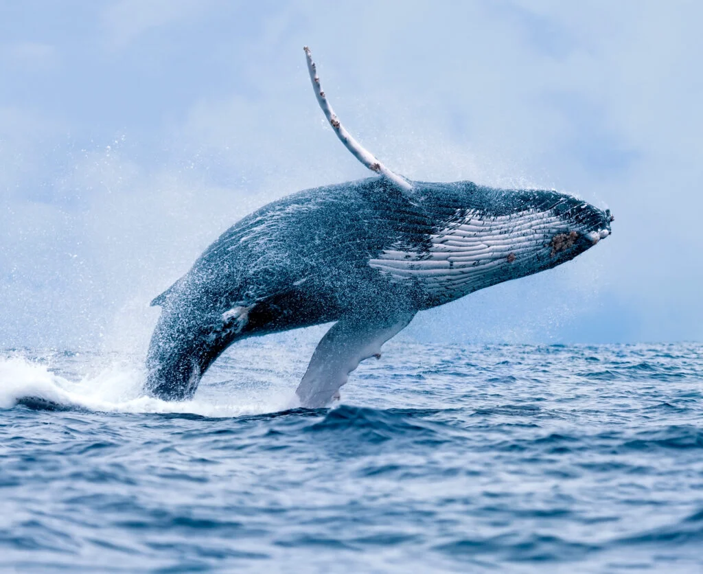 Traficul din ocean a devenit o amenințare pentru balene