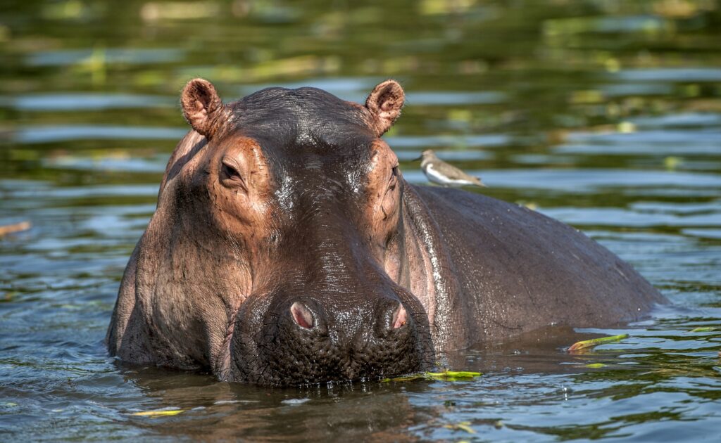 Hipopotamul lui Escobar, lovit mortal pe autostradă. Animalul, care cântărea peste o tonă, a distrus partea din față a camionului
