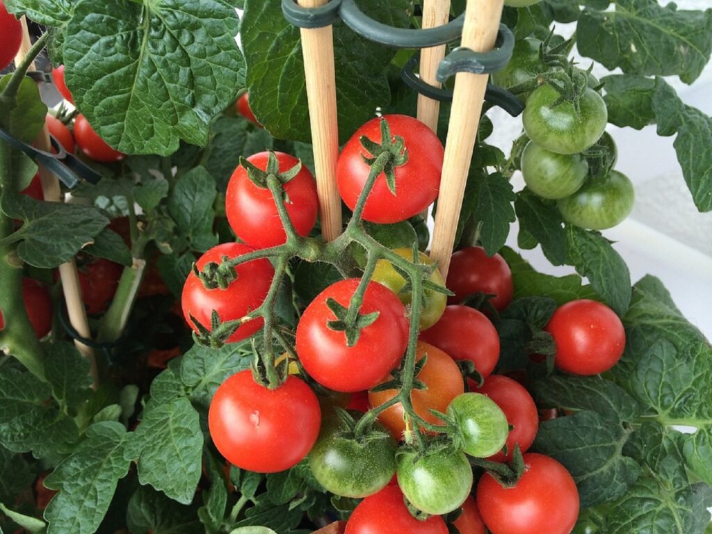 Roșii sănătoase şi gustoase pe balcon. Secretul tomatelor cultivate în ghivece. Există un soi care nu are nevoie de pământ mult