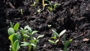 Plante mai viguroase cu un ingredient dulce. S-ar putea să îl ai deja în bucătărie