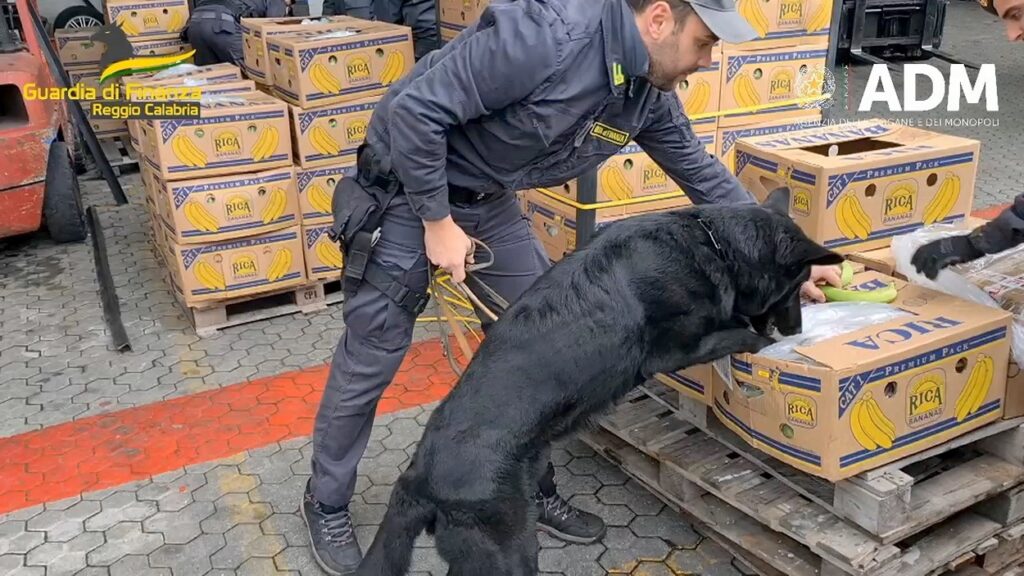 Un câine a ajutat la o captură record de droguri: trei tone de cocaină pură, ascunse printre banane