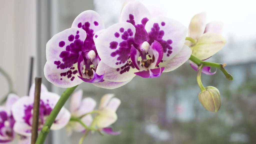 Totul despre orhideea Phalaenopsis. Origini, tipuri și cum o întreții. Sfaturi prețioase de la specialiști