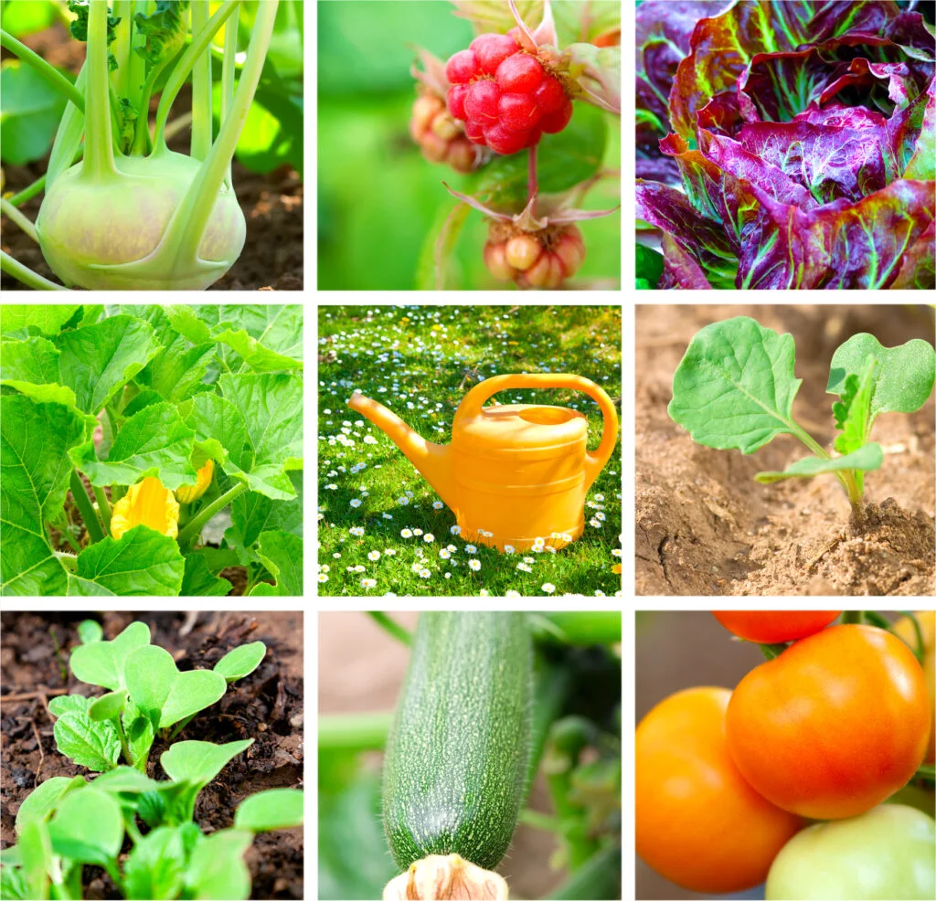 Puterea din natură. Cele mai sănătoase 10 leguminoase pentru organism