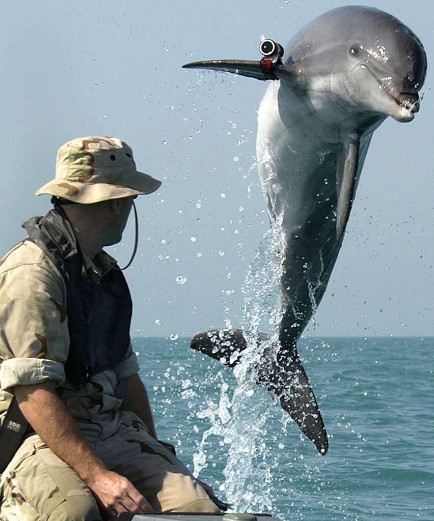 Serviciul britanic de informaţii: Rusia a întărit apărarea golfului Sevastopol, inclusiv prin antrenarea delfinilor de luptă