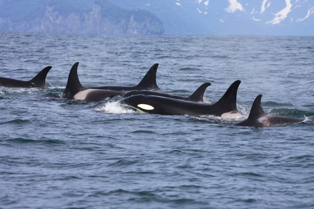 30 de Balene Ucigașe s-au jucat în jurul unor bărci. Tocmai veneau dintr-o expediție de pradă