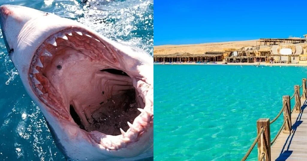 Rechinii atacă iar în Egipt. Un turist rus, sfâșiat de un rechin, în Hurghada. Interzis înotul în Marea Roșie!