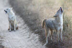 Animale periculoase fac ravagii. Haite întregi atacă oamenii în toată țara
