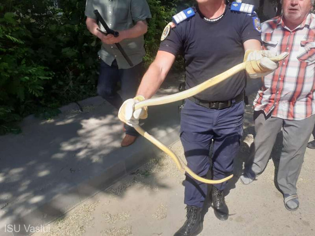 Un şarpe de 1,5 metri a băgat spaima în bârlădenii de pe strada Comuna Paris. Au fost mobilizați jandarmii și pompierii