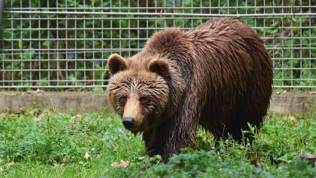 Un urs este judecat pentru că a ucis un turist în Alpi