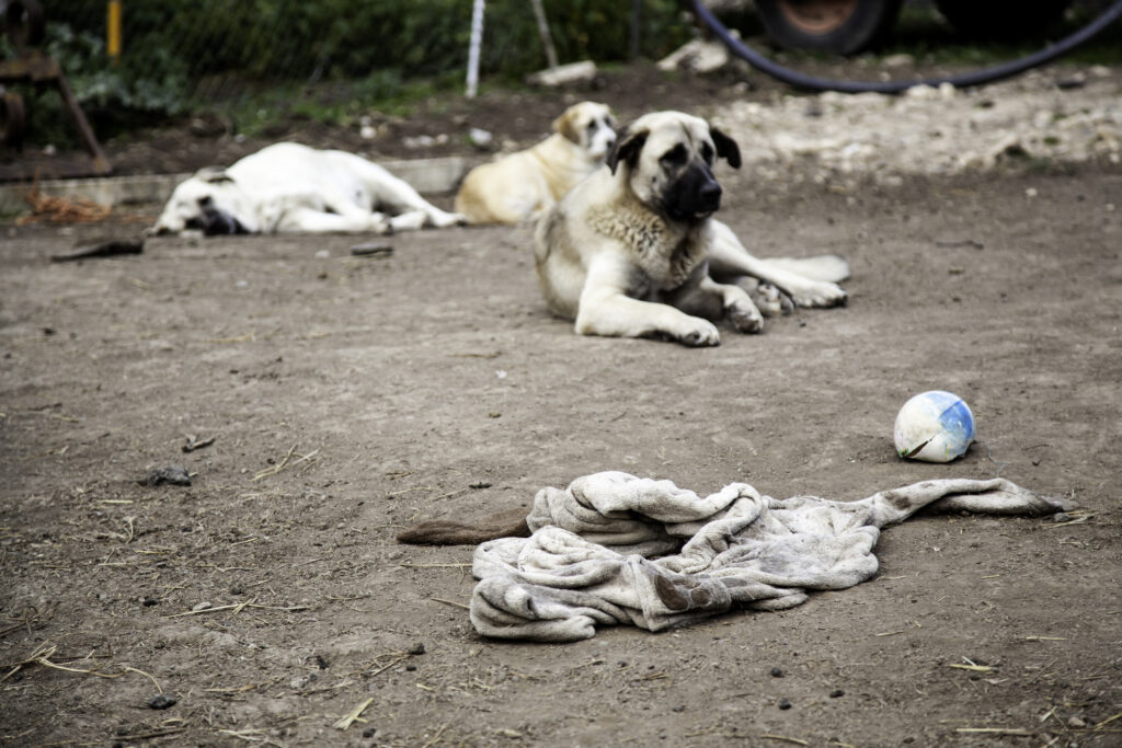 Fermier din România, terorizat de maidanezi. I-au ucis 30 de oi