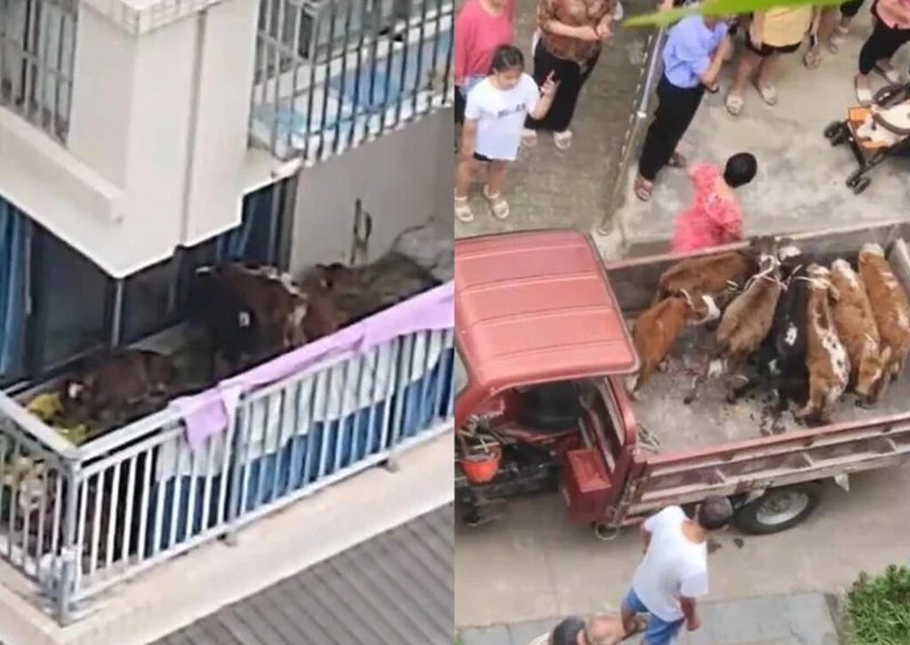 Un fermier s-a mutat la oraș și încearcă să crească vite pe balconul apartamentului. Video