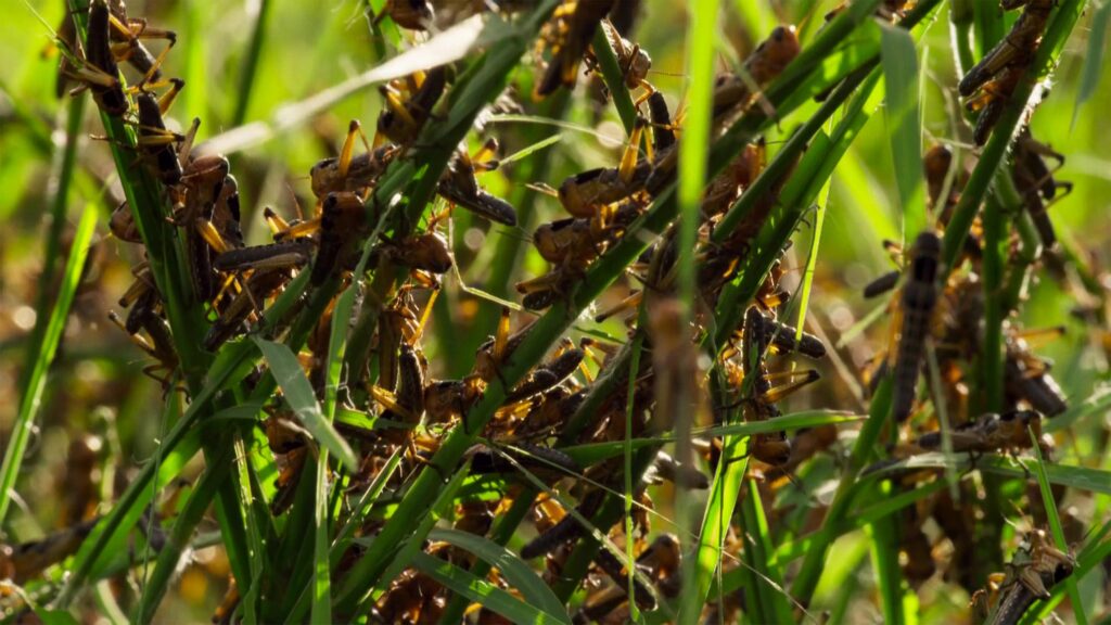 Lăcustele fac prăpăd pe câmpurile din Republica Moldova
