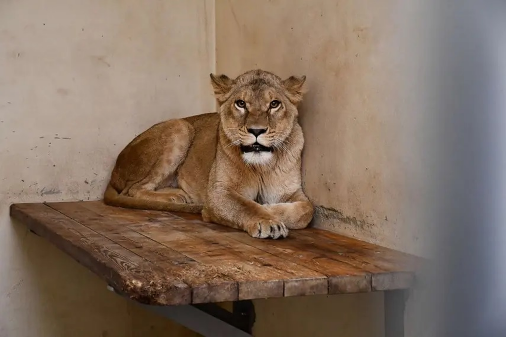 A fost semnalată o leoaică în libertate în jurul Berlinului