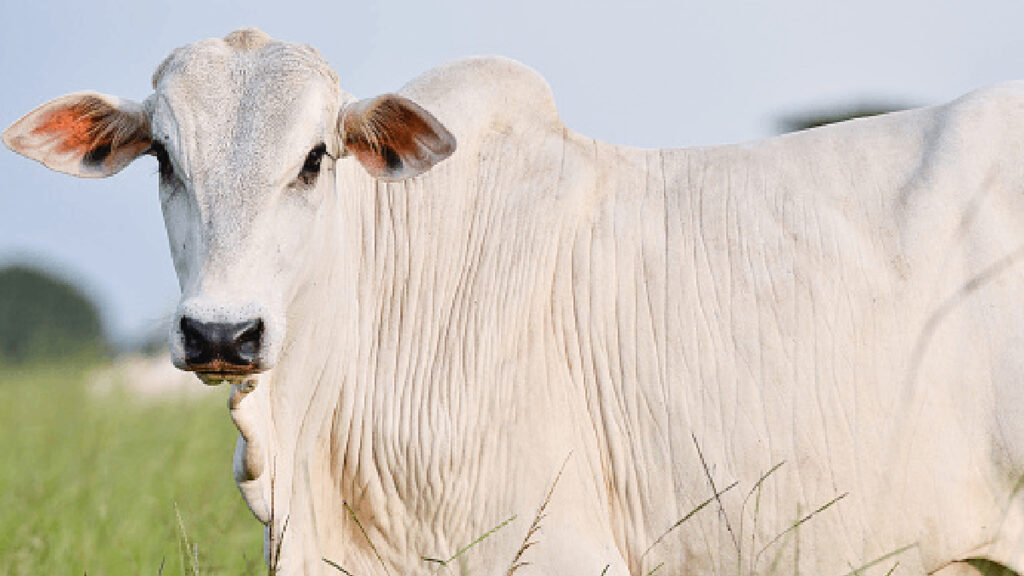 Cea mai scumpă vacă din lume costă 4,3 milioane de dolari. O cheamă Viatina-19 FIV Mara Imóveis