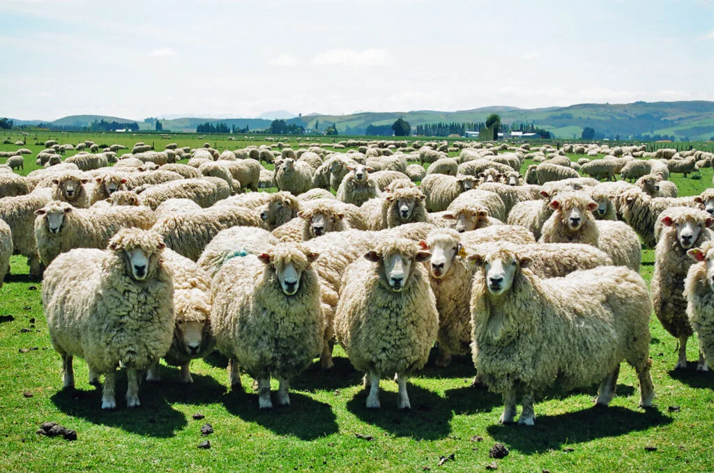 Povestea ciobanului de pe Transalpina. Are facultate, dar preferă să stea cu oile