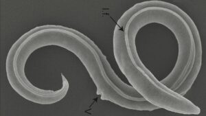 Oamenii de știință au reușit ăs readucă la viață viermi înghețați în urmă cu 46.000 de ani