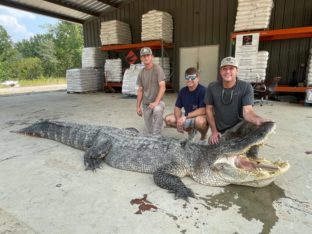 Monstrul din Mississipi. A fost prins cel mai lung Aligator capturat vreodată în SUA