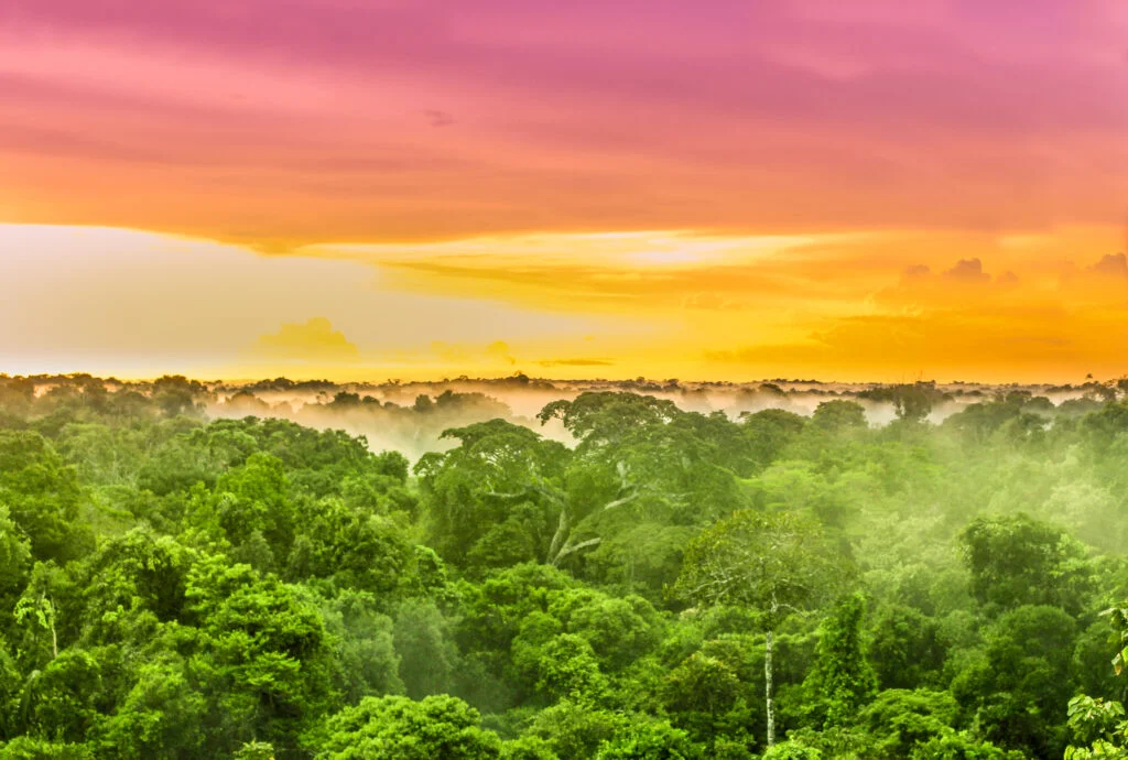 Cum și-a propus Brazilia să salveze pădurea Amazoniană