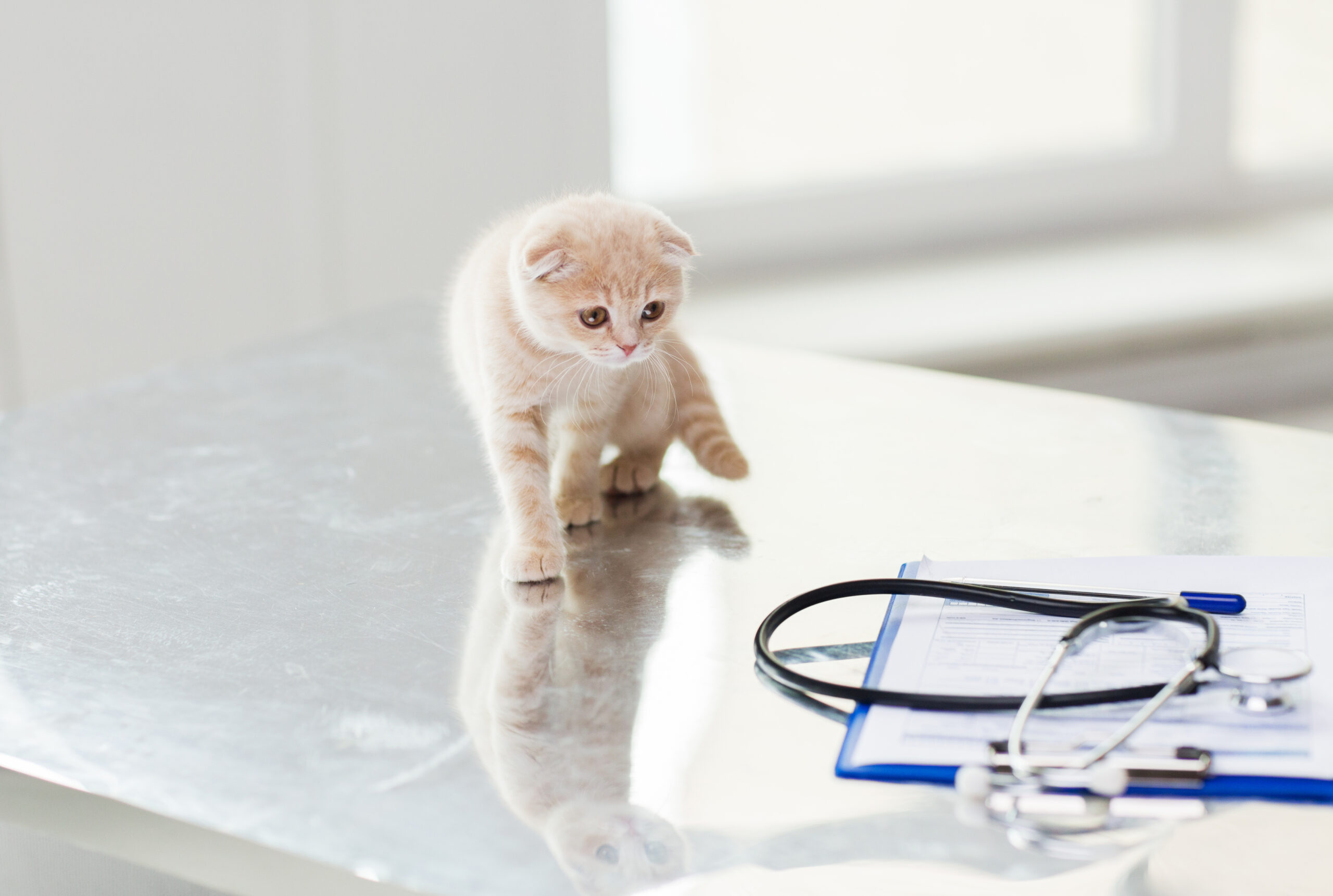 Pisica, bolnavă, probleme de sănătate