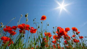 Aproape caniculă în București, în acest weekend. Până atunci e mai rău