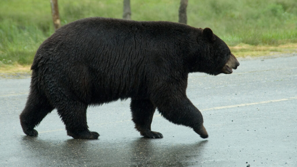 Un urs, lovit mortal pe o autostradă din România. Filmare cu un puternic impact emoțional