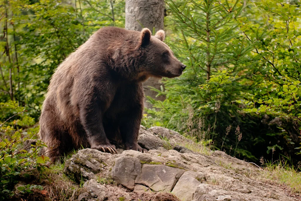 Problema urșilor scapă de sub control! Animal surprins la 20 km de Capitală, lângă pădurea Sinești