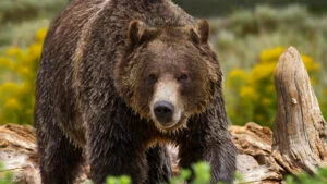 Alertă de urs la Ploiești
