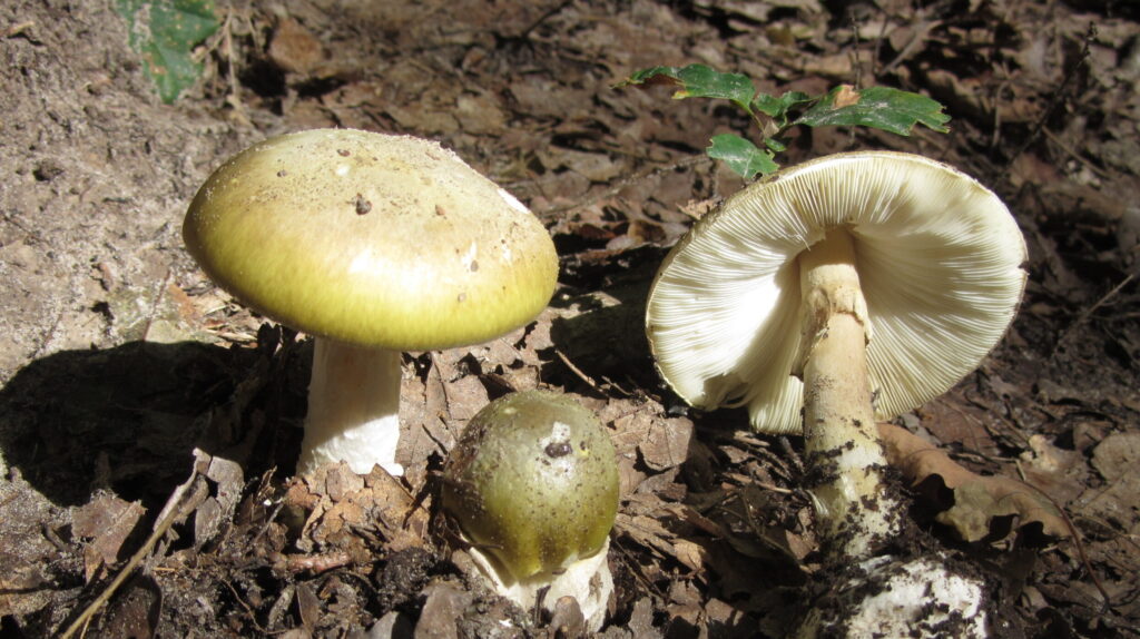 Ciuperca otrăvitoare confundată cu champignon. Se găsește peste tot