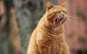 Zece lucruri pe care pisica le urăște. De ce au nevoie pentru a fi fericite