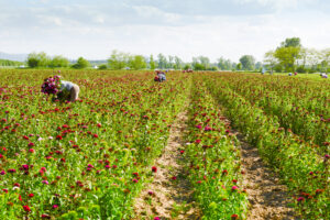 Veste bună pentru zilieri. Vor câștiga aproape la fel de bine ca profesorii