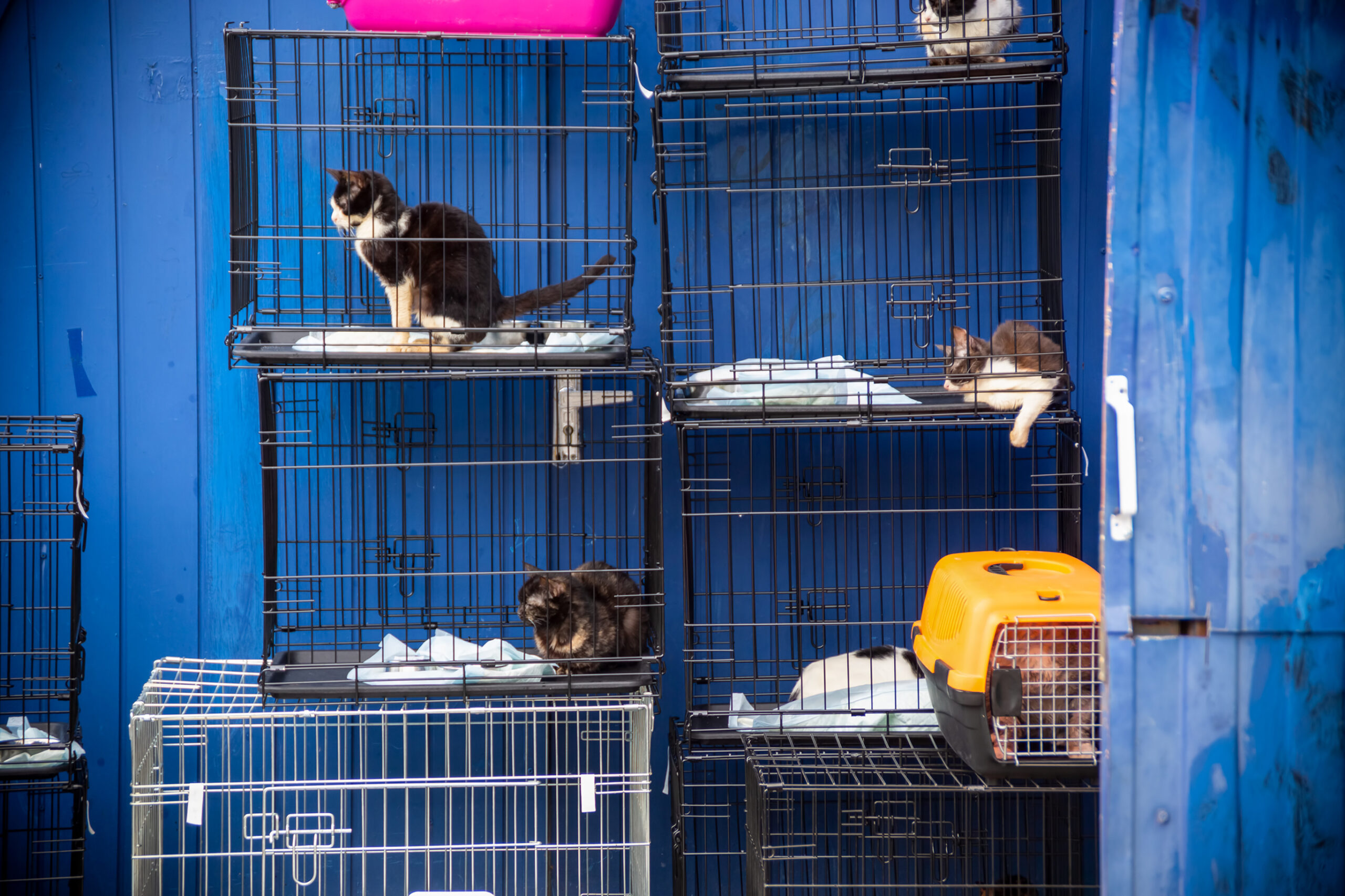Pisici în cuști, depozitate una peste alta