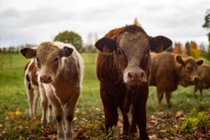 Fermierii nu vor mai primi subvenții pentru animalele cu crotalii mai vechi de şapte ani