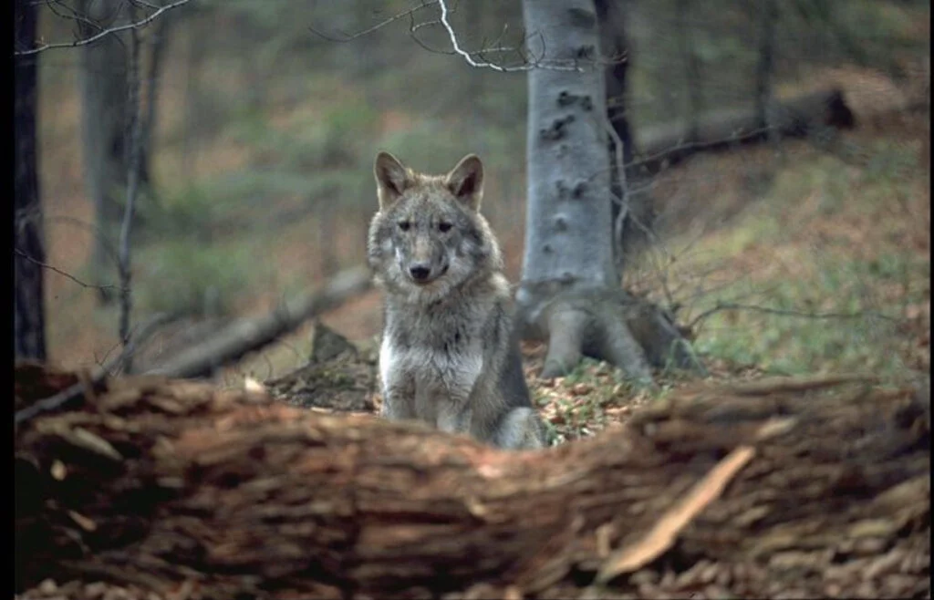 Primul hibrid lup-câine, descoperit în România. Pericolul din spatele fenomenului