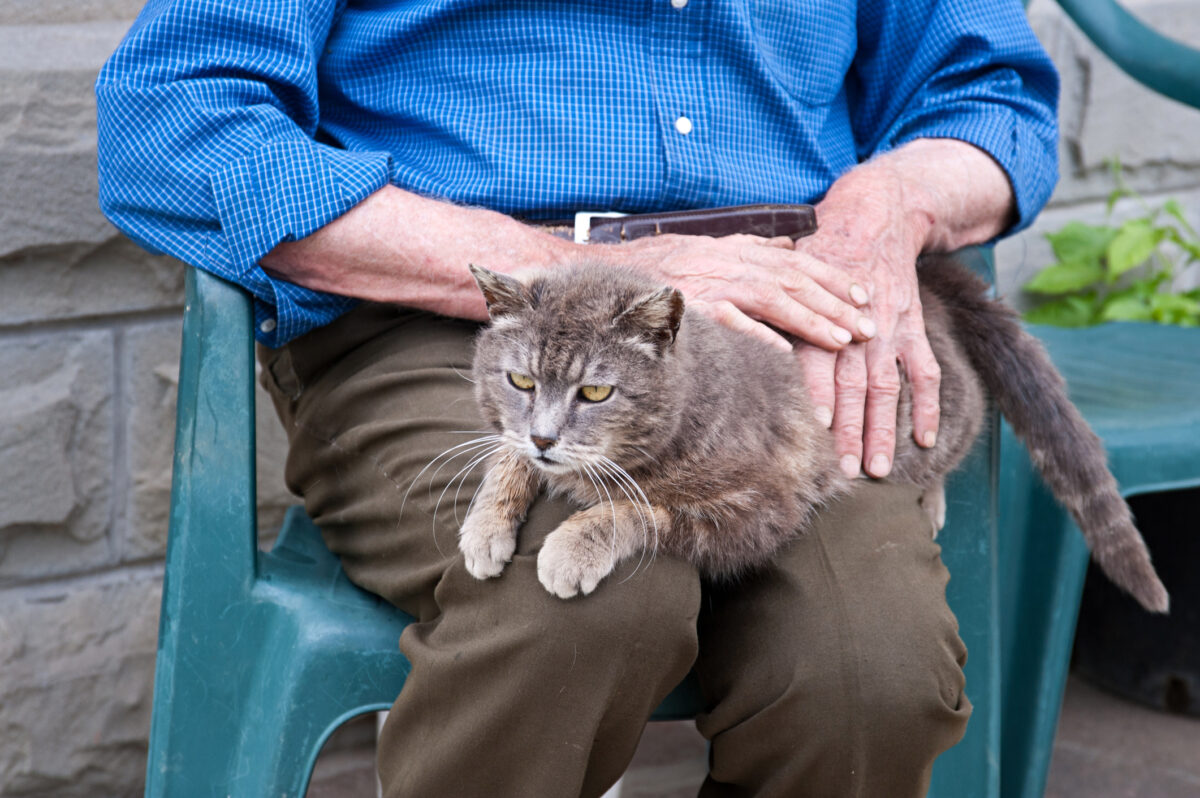 Un parazit al pisicilor pune în pericol sănătatea vârstnicilor