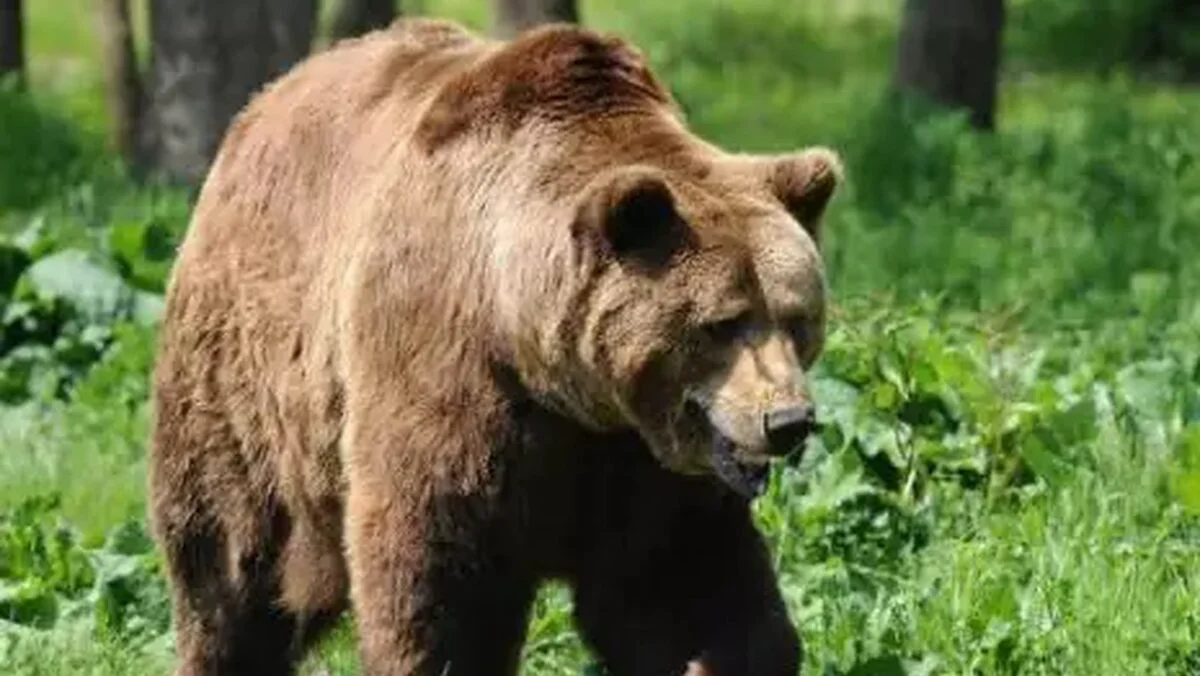 Urșii și-au făcut din nou apariția în Ploiești. Locuitorii, avertizați prin mesaj RO-Alert