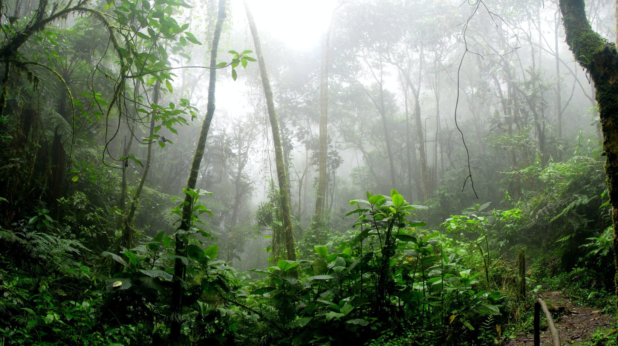 Amazon - America Express - Trib Amazonian