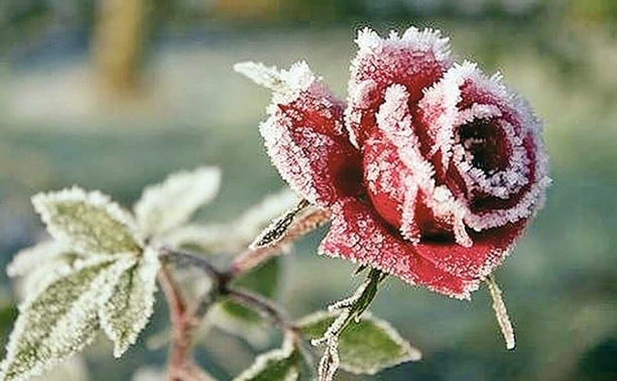 Cum să salvezi trandafirii de îngheț