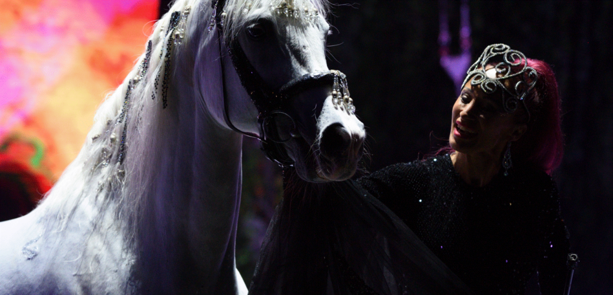 Vedeta Circului din București: Safir, calul dintr-o poveste fantastică