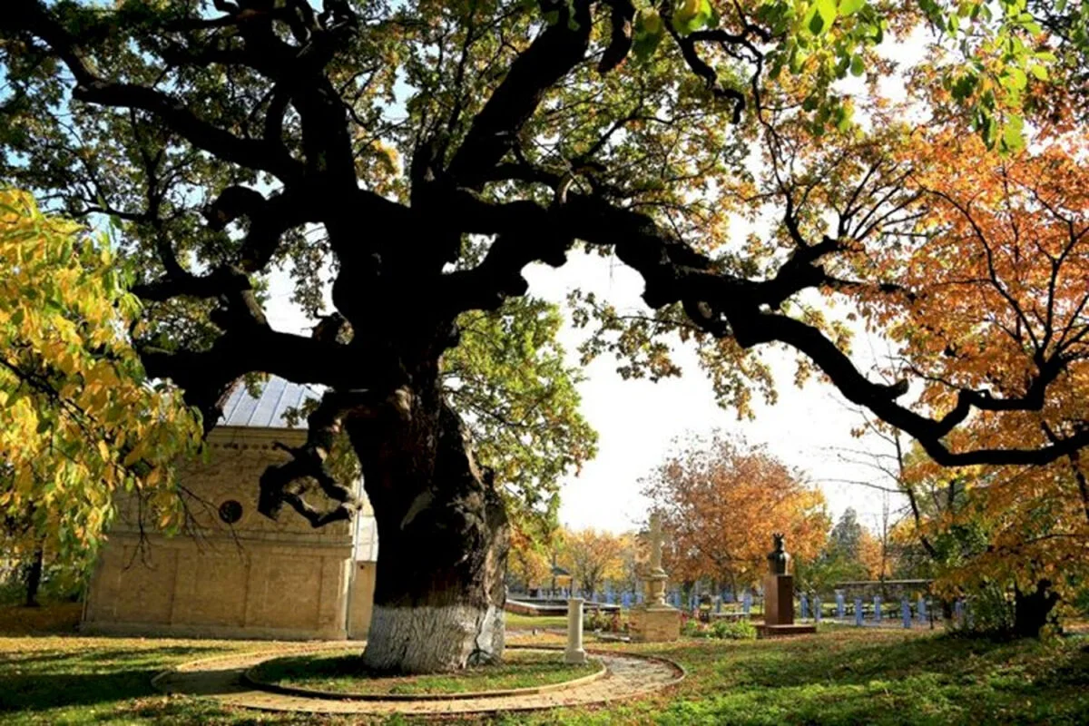 Stejarul lui Ștefan cel Mare, în pericol de prăbușire. Are 700 de ani