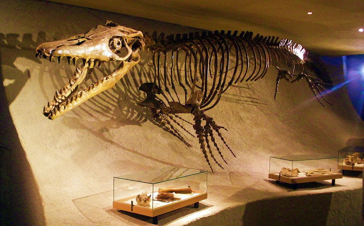 Fosilele unui mososaur- Natural History Museum of Maastricht