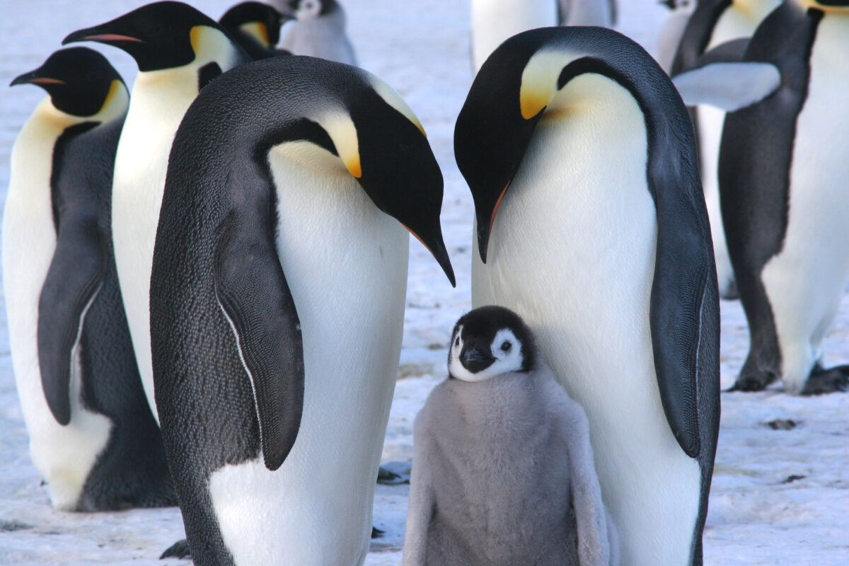 Un studiu a descoperit că părinții pinguini dorm doar câteva secunde pentru a-și proteja puii nou-născuți