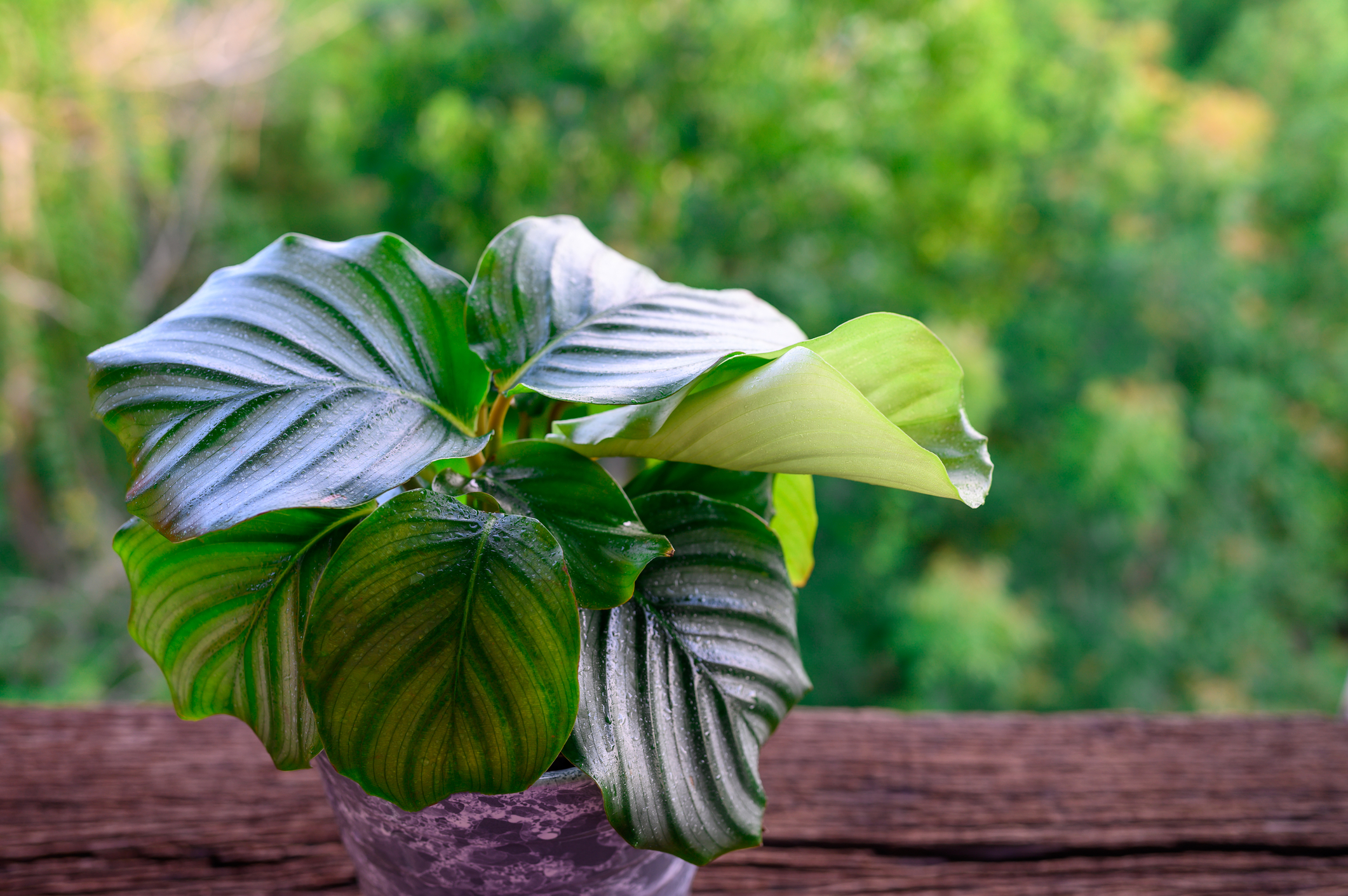 calathea