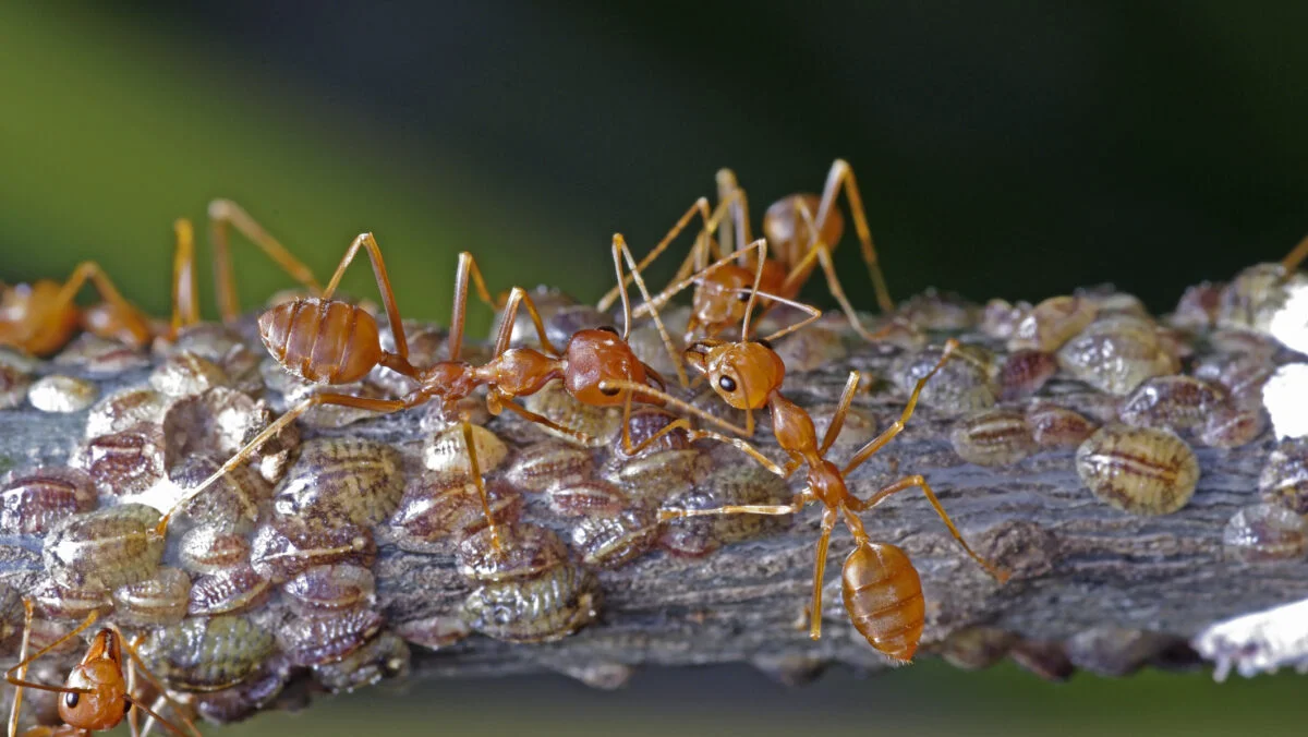 O companie de pesticide organizează o ceremonie în cinstea insectelor ucise