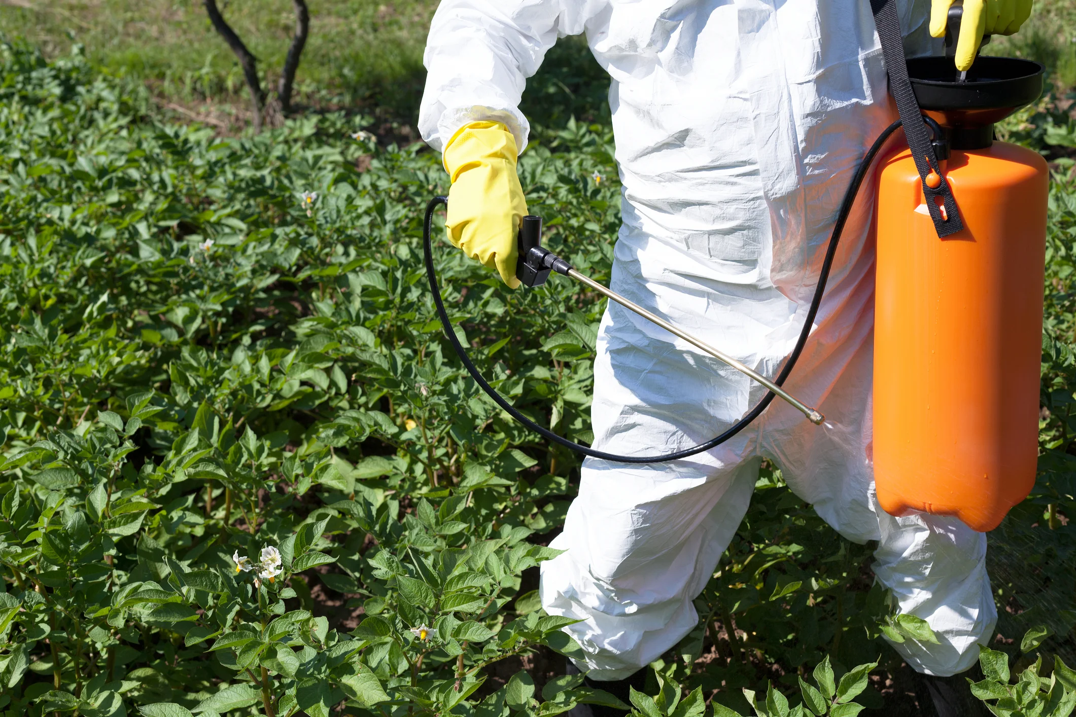Patru din cinci persoane au urme de pesticide în organism