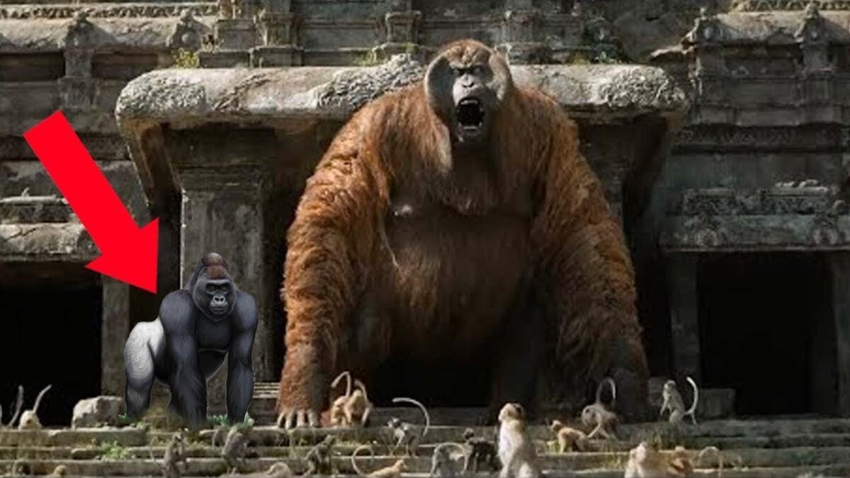King-Kong, povestea celei mai faimoase gorile. Noi descoperiri ale cercetătorilor