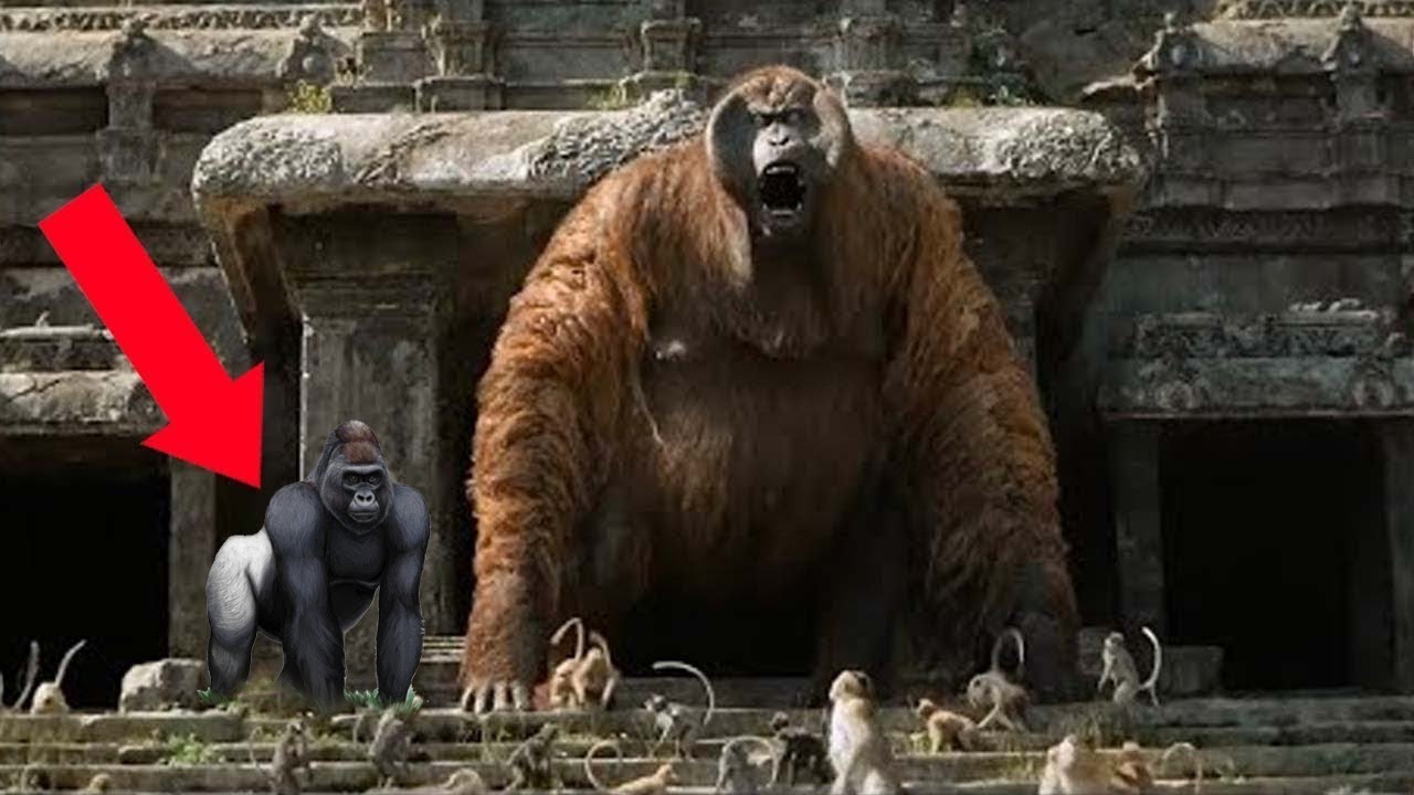 King Kong, una din multele specii dispărute. Avea peste trei metri