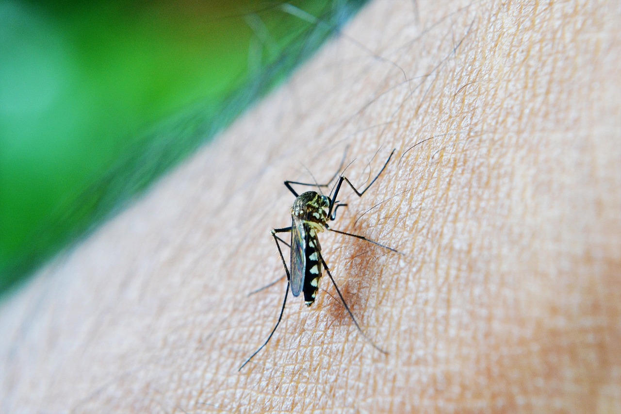 Febră Dengue