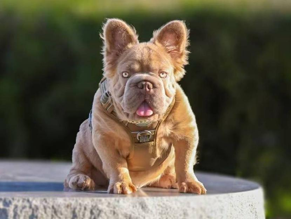 Rope Daddy, un specimen special de Bulldog Francez evaluat la 120.000 de dolari
