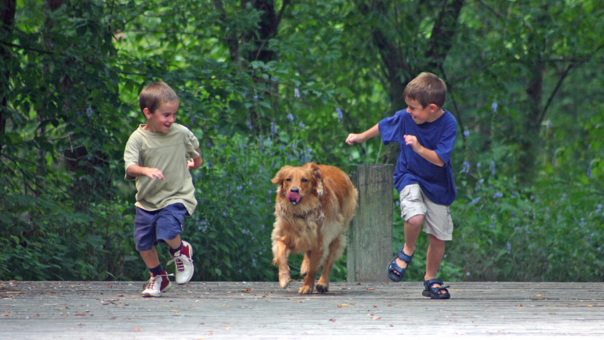 Legătura dintre deținerea unui câine și activitatea fizică a copiilor